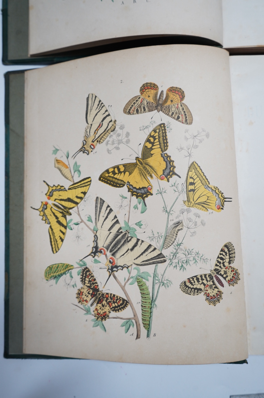 Kirby, W.F. - European Butterflies and Moths ... bound as 2 vols. 62 plates (61 coloured); contemp. half calf and cloth, 4to. 1882; sold with Culpeper, Nicholas - The Complete Herbal ... to which are now first annexed, t